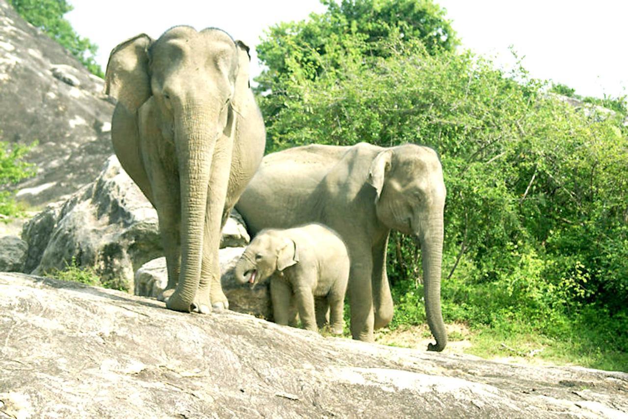 Eagle Safari Family Bungalow Udawalawe Buitenkant foto